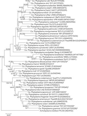 From sequences to species: Charting the phytoplasma classification and taxonomy in the era of taxogenomics
